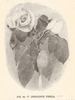 Innocente Pirola rose photo