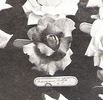 Marquise Litta rose photo