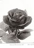 Duke of Wellington rose photo