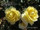 CHEwgenuine rose photo
