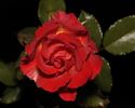 Hot To Trot ™ rose photo