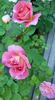 Luftschlange rose photo
