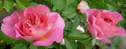 Luftschlange rose photo