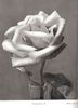 Cleopatra rose photo
