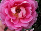 I Zingary rose photo