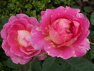 I Zingary rose photo