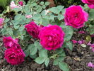Princess Nagaka rose photo