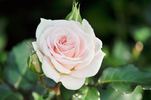 Oliver Twist rose photo