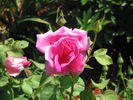 Simon Estes rose photo