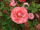 B3604 rose photo