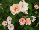 B3602 rose photo
