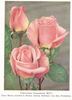 Viscountess Charlemont rose photo