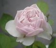 Freiburger Bächle rose photo