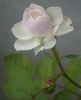 Freiburger Bächle rose photo