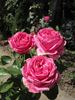 Auguste Renoir ® rose photo