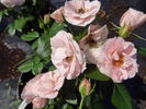 Bouquet de Mariée rose photo
