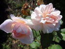 Walküre rose photo