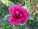 Pink Don Juan rose photo