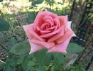 Worthwhile rose photo