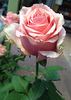 Toscanini rose photo
