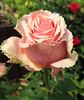 Toscanini rose photo