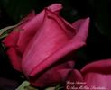 Armor rose photo
