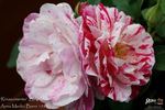 Rinascimento ® rose photo