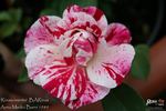 Rinascimento ® rose photo