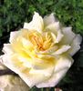 Claudia Cardinale ® rose photo