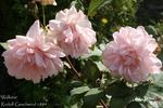 Walküre rose photo