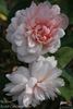 Walküre rose photo