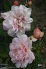Walküre rose photo