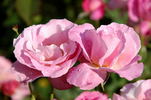 Grande-Duchesse Maria Teresa rose photo
