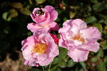 Grande-Duchesse Maria Teresa rose photo