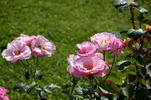 Grande-Duchesse Maria Teresa rose photo