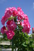 Dancing Pink rose photo