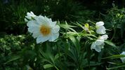 Early Windflower peony photo