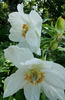 Early Windflower peony photo