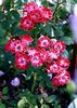 Wonderful News rose photo