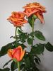Cherry Brandy rose photo