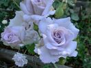 Allure ™ rose photo