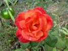 Bonfire Night ® rose photo
