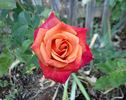 Bronze Sunset rose photo