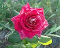 Exciting rose photo