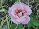 Geisha rose photo