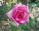 Table Mountain rose photo