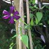 Galore clematis photo