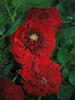 Kronborg Castle rose photo