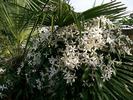 <i>C. armandii</i> Franchet clematis photo