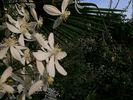<i>C. armandii</i> Franchet clematis photo